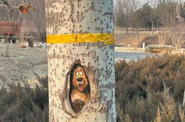 南苑森林湿地公园老树洞“活”了！松鼠卡皮巴拉探头迎客