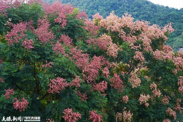 遵义街头的美景刷屏了！到底是“花”还是“果”？