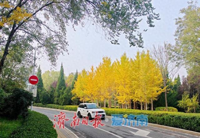 深秋时节，漫步历下处处皆景