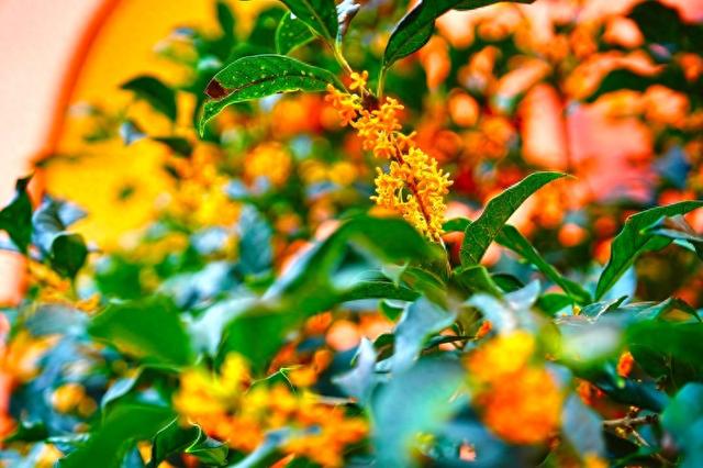 北京太庙邂逅“桂花味”秋天