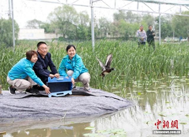 衡水湖建立世界首个稳定的青头潜鸭自然繁育种群
