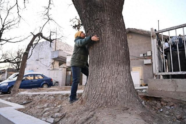 长辛店老镇11株国槐已达古树标准