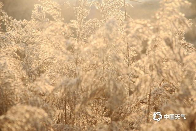 冬日限定美景上线 芦花如雪醉晨光