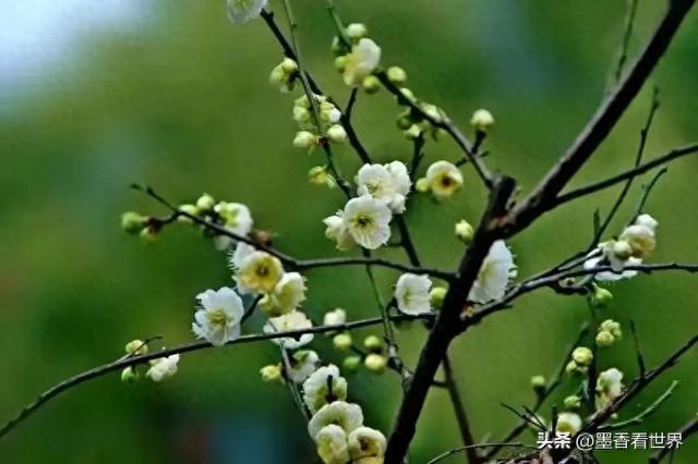 国画之旅十二：画绿梅，学古诗，乐在其中