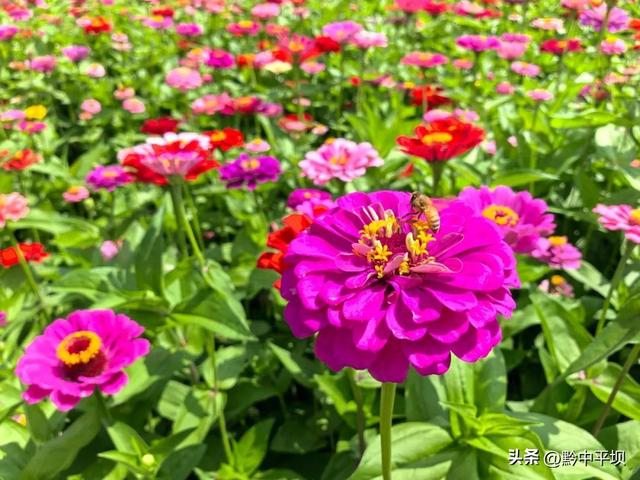 平坝区林下村：花海果香醉游人