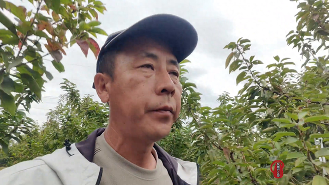 大樱桃的种植方法（大樱桃种植）