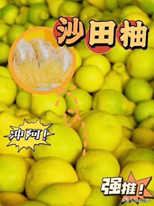 走，去韶关果园吃沙田柚！