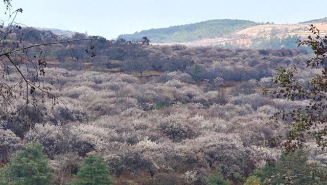 1月-3月赏花，春天适合去的10个赏花胜地，即将迎来盛花期