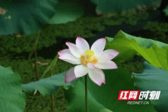 组图 | 衡阳：夏日赏荷正当时