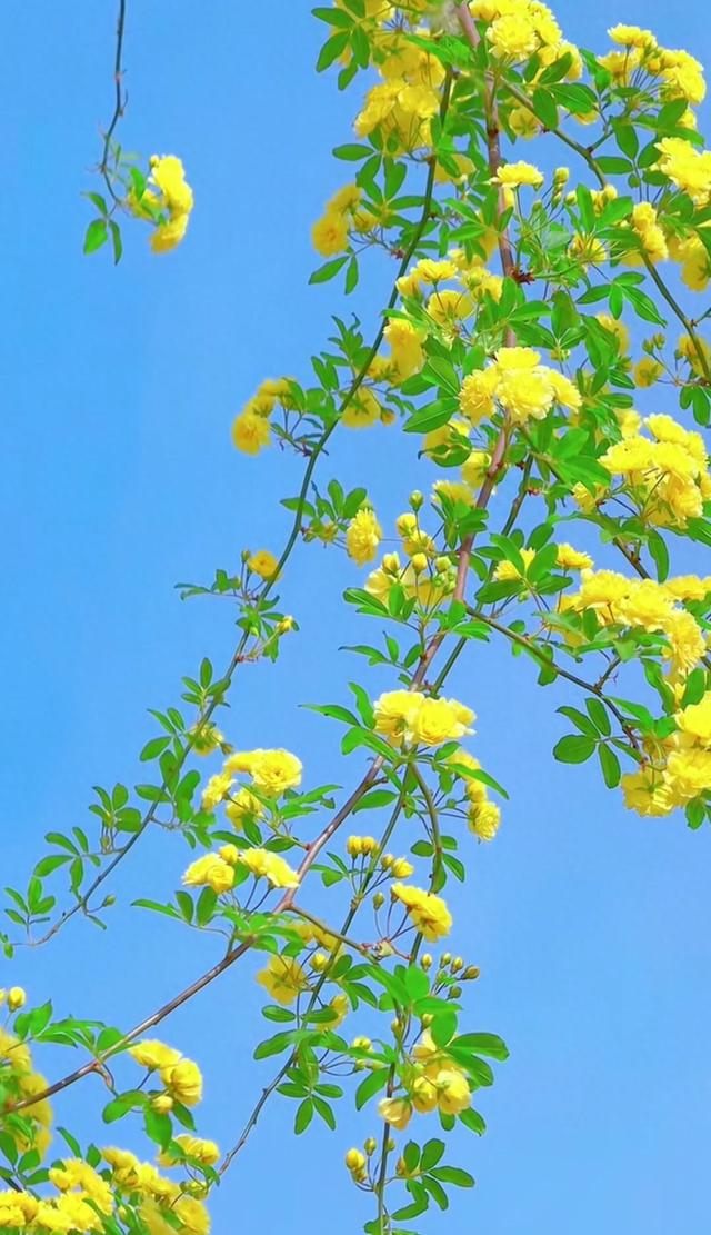 稀饭是什么梗（网络用语真上头）