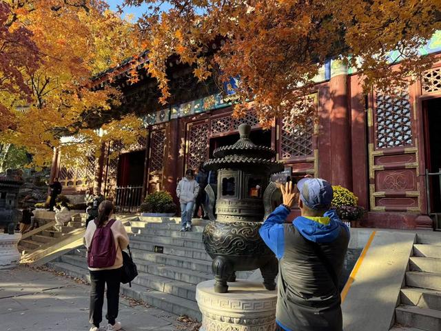 超出片，秋日氛围感拉满！香山彩叶变色率已达60%