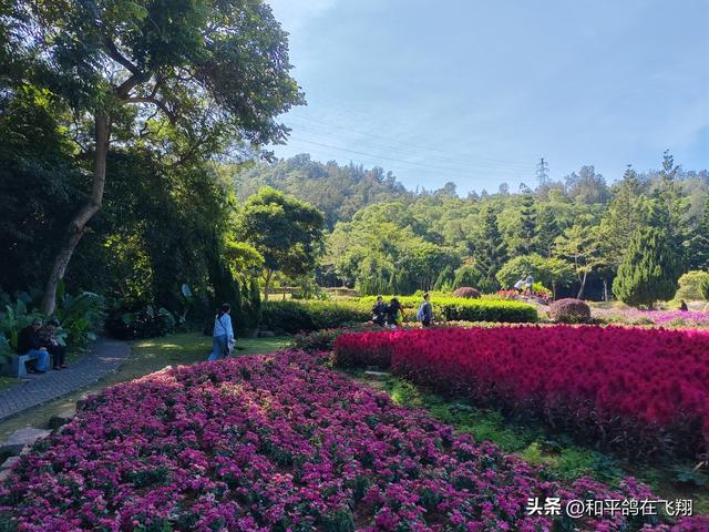 厦门植物园：邂逅自然的绮梦