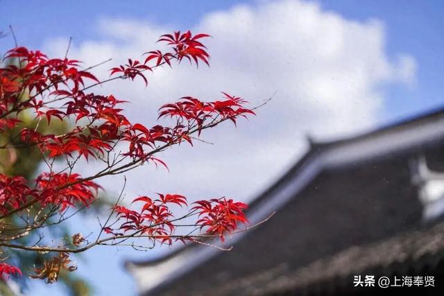 山河入秋，奉城尽染！