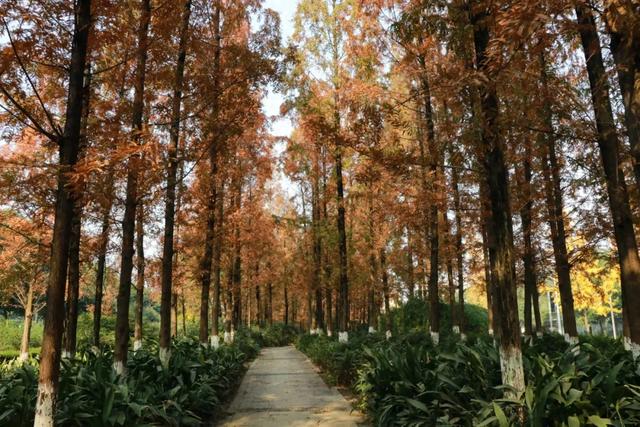 郫都水杉红了!抱着手机猛拍,被这限定美景狠狠惊艳