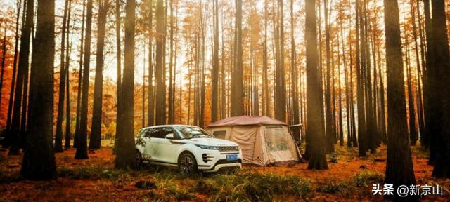 湖北太子山冬日美景 成片红杉美如画卷