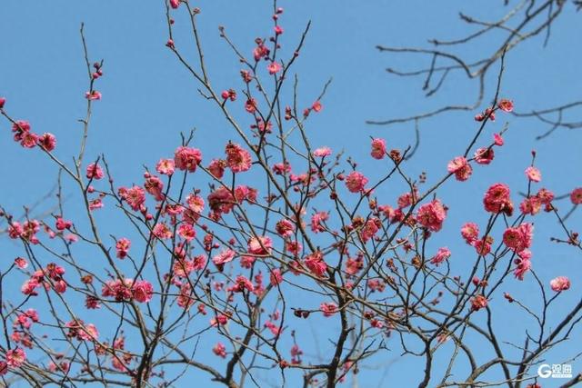 开了！开了！就在中山公园，不少人为她赶来，预计马上爆满……