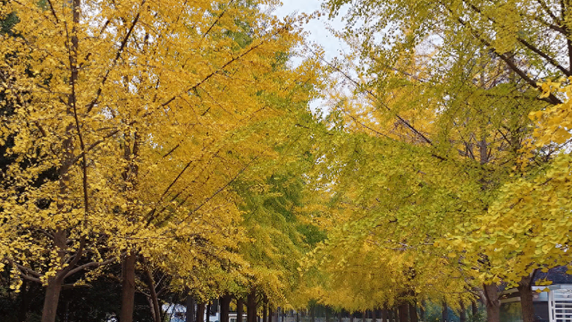 满城尽带“黄金甲” 来高新区邂逅“银杏的幸福时光”