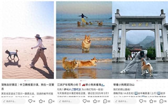 带宠出游成千亿新风口！年订单破 10 万，宠物附加费千元仍一房难求