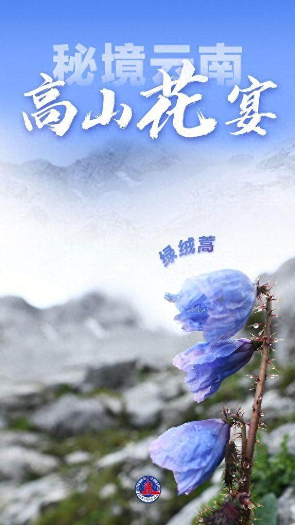 美丽中国丨秘境云南，高山花宴