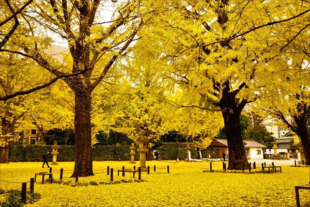 比银杏村静谧！贵州低调千年古村，被誉为“世界银杏之乡”
