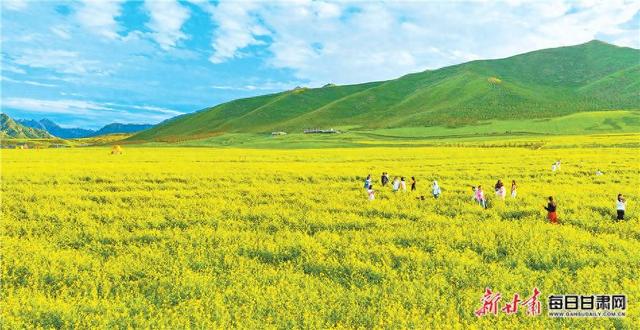 【图片新闻】民乐县扁都口景区万亩油菜花进入盛花期