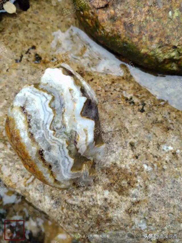 杭州玻璃水中找到“汉堡包”萤石水晶宝石，玩水变挖宝