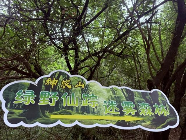 初秋神农山太绝了！龙脊穿云、白松摇曳，看不完的浪漫与惊喜！