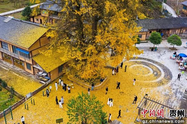 贵州务川：千年银杏“金甲”迎客来