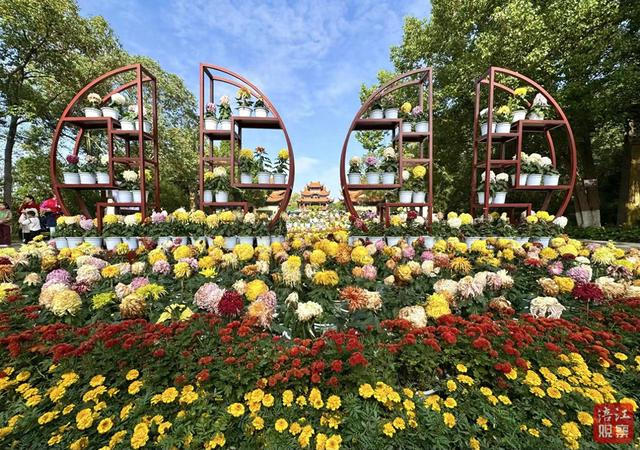 @绵阳人，富乐山菊展落幕，这些花可以免费带走，领取时间就在明天