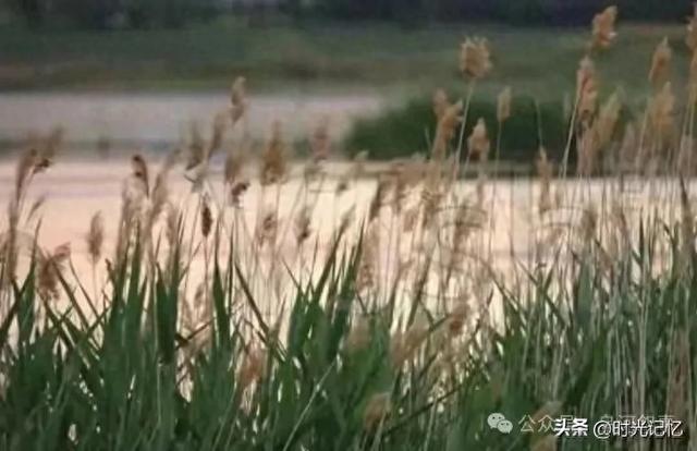 乌河岸边的芦苇荡