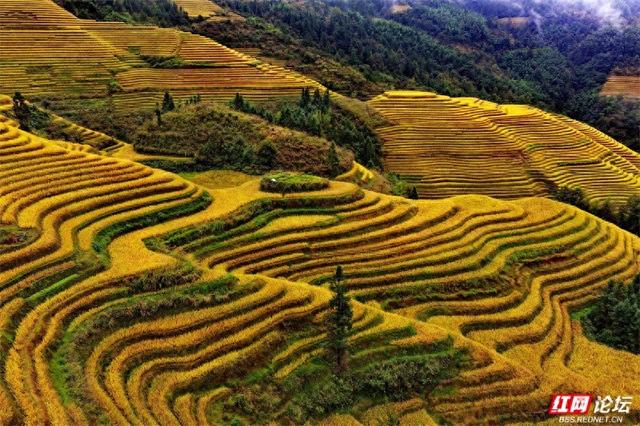 秋游时刻丨桂林龙脊梯田：踩在云朵上，漫步于金色指纹间