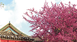 冬樱花又开 满城施粉黛 昆明主城冬日赏樱攻略请收藏