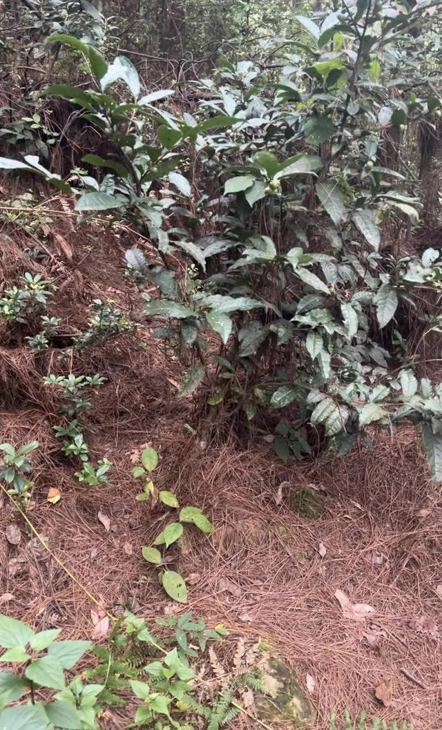 自闭男孩大理苍山失联后续：救援队员发声，原来一切早有迹象