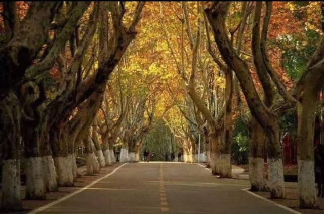 遇见梧桐，遇见生命中一段温暖的注脚