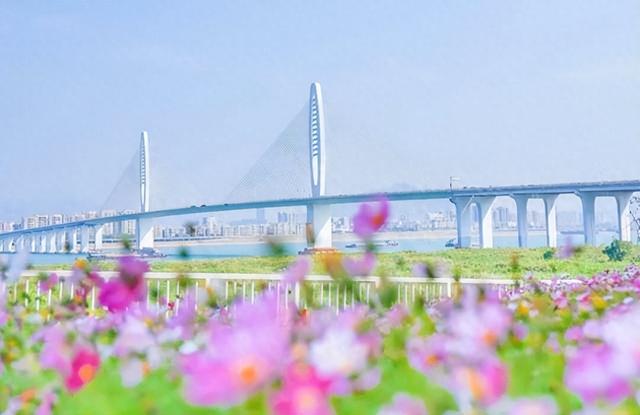 格桑花开，河鲜正鲜！来高要这里，邂逅一场粉色浪漫~