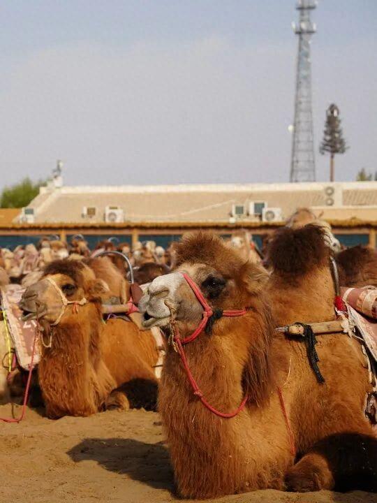 鸣沙山的骆驼悄悄“穿”上冬装啦！