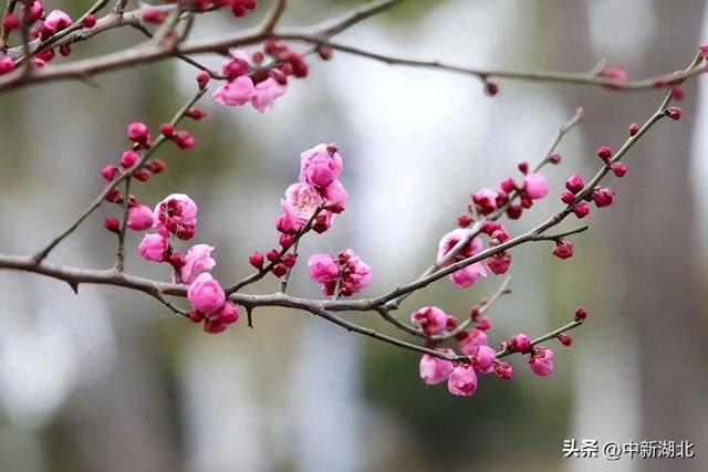 提前一月，洪山多个赏梅点位“梅”景开启！