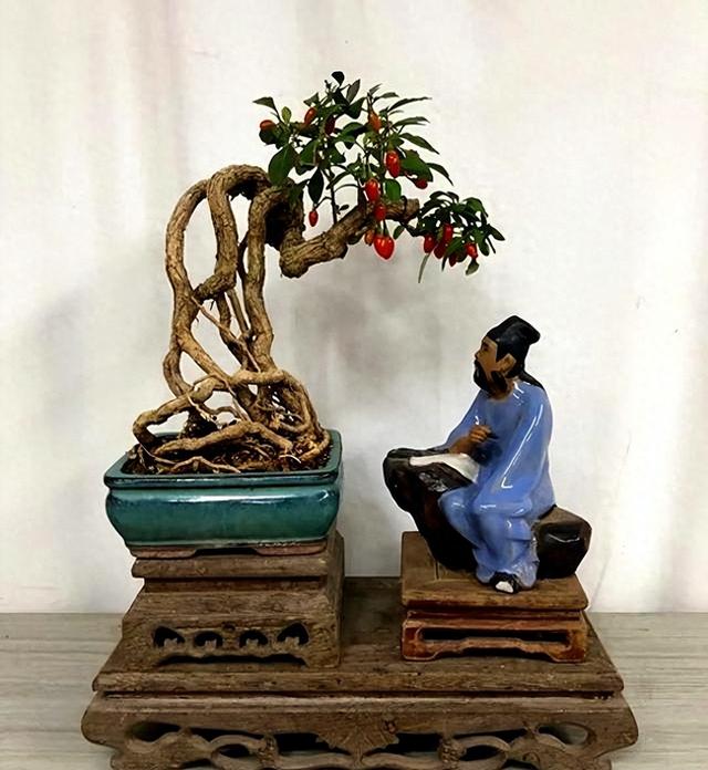 老中医都在养！好看又能入药的中药盆景，种几盆在家，养眼还实用