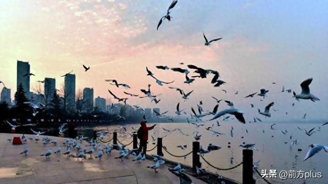 汉中迎来“赏鸥季”