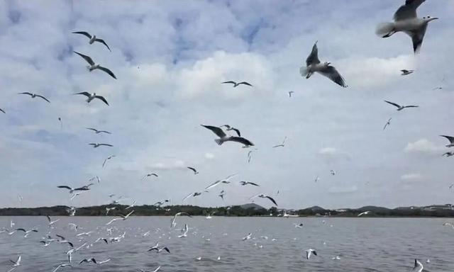 确认了！大批“顶流”抵达无锡！