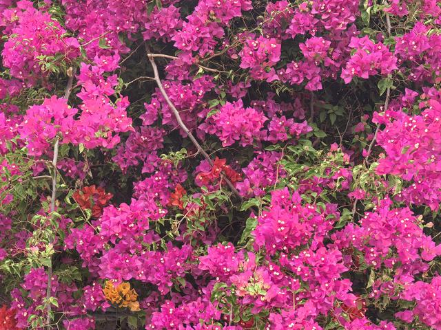 晚会策划方案优化（广州2026年新年烟花汇演）