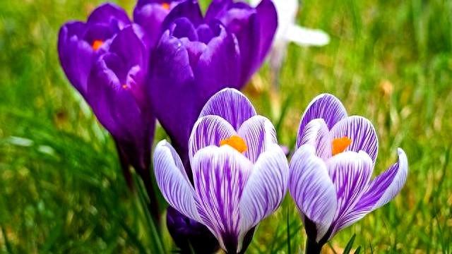 生肖猪，12月15日至12月19日，星期一，有事发生！