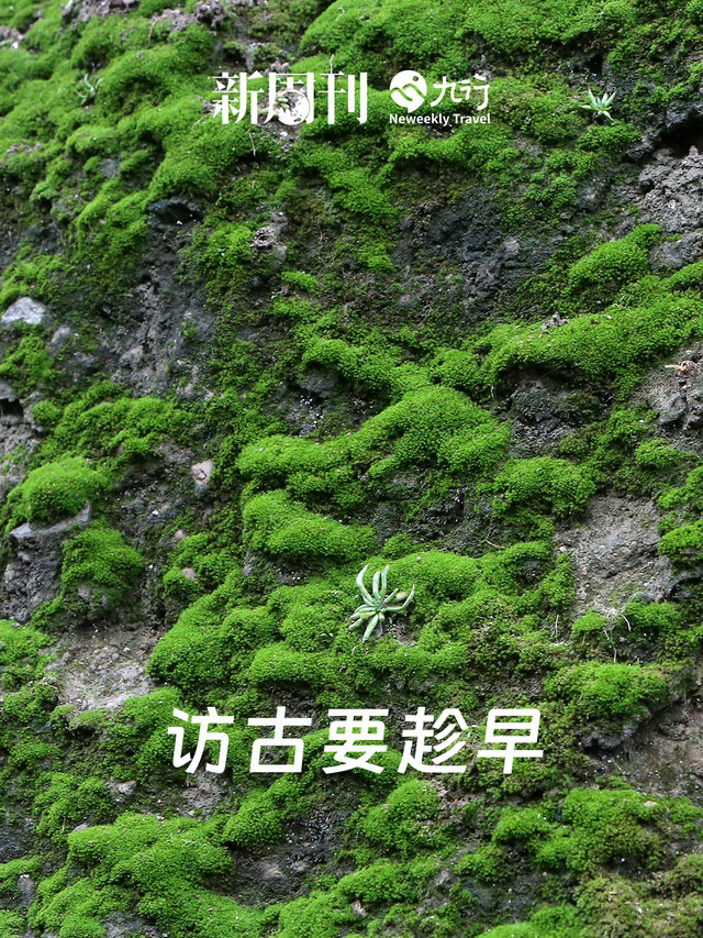 北方古城潮到发绿，多少人急急急急坏了