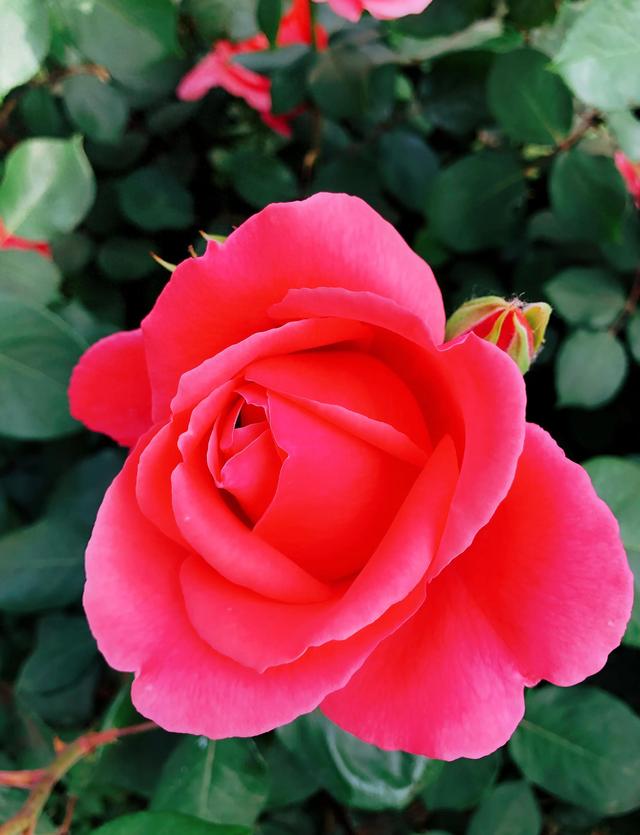 赞美月季花的优美句子有哪些（月季无愧色）