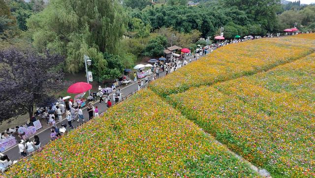 贵阳：十里河滩花海引客来