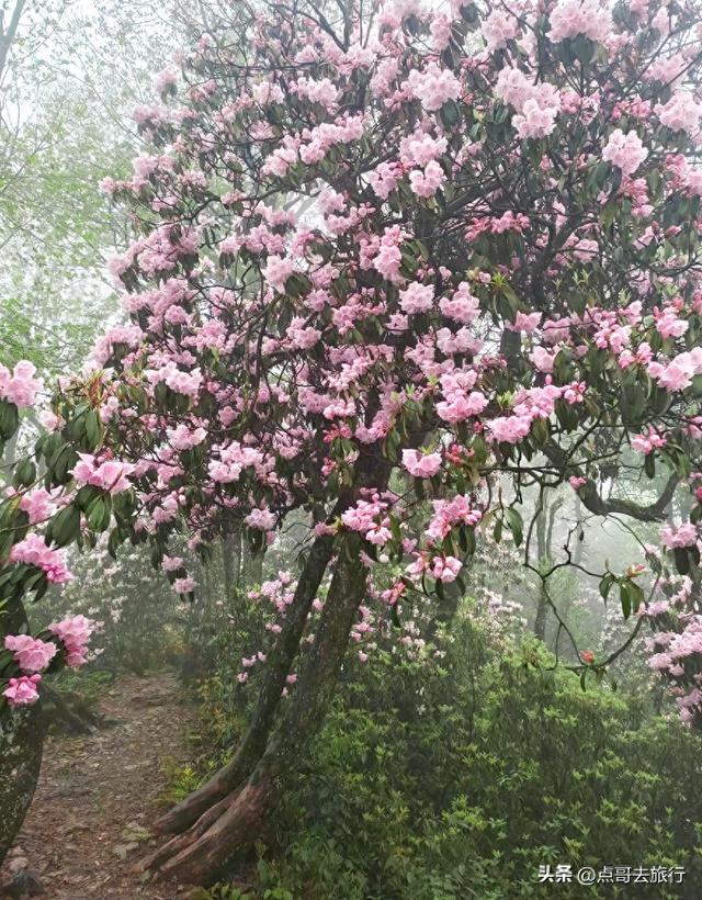 四川又一高山杜鹃惊艳了，刚好进盛花期，云海中的花园，非常唯美
