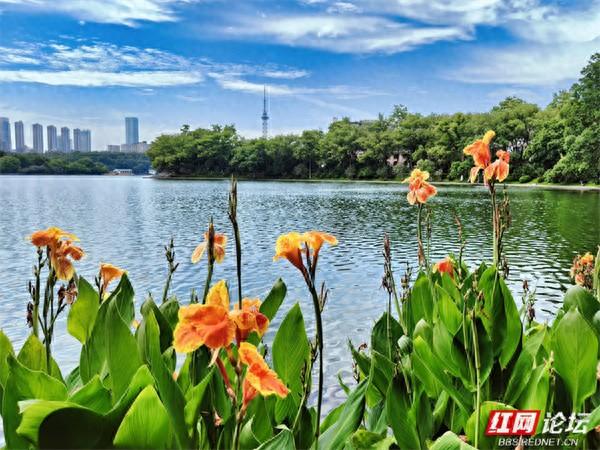 被湖岸美人蕉治愈：原来美好就藏在城市的水边