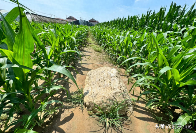 全国最矮的山仅0.6米高？网友吵翻了：一只脚就能跨过