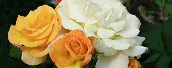 月季能嫁接到什么树上（月季花嫁接方法）