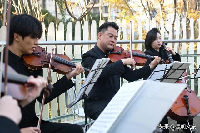 赏杏观鸥+听乐!昆明五华浪漫已就绪,音乐快闪点亮春城